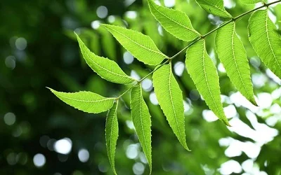 Bio-Synthesis of Silver Nanoparticle Using Azadirachta indica Leaves