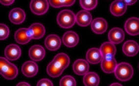 Spherical Gold Nanoparticles Impede the Function of Bovine Serum Albumin In vitro: A New Consideration for Studies in Nanotoxicology