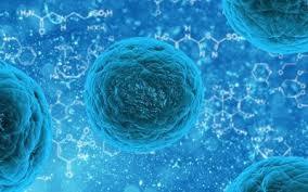 Antitumor Efficiency of Doxorubicin Loaded in Liposomes and Poly Ethylene Glycol Coated Ferrofluid Nanoparticles