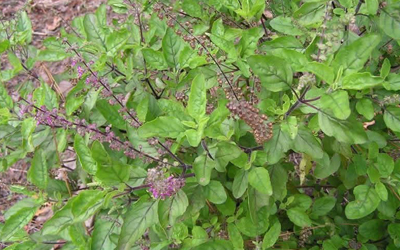 Ocimum Kilimandscharicum Leaf Extract Engineered Silver Nanoparticles and Its Bioactivity