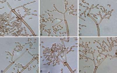 Structural Characterisation and Bactericidal activity of Biogenic AgNPs using Cladosporium cladosporioides