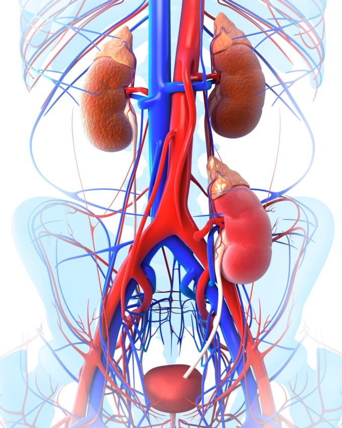 Paradigm Shift to Tolerance from Conventional Immunosuppression in Renal Transplant: A Basic Strategy through Lymphocyte Depletion