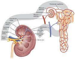 Physiology, Renal