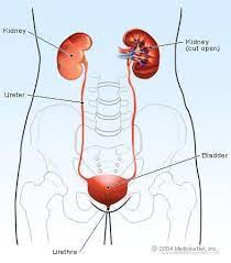 Systemic conditions that effect kidney disease