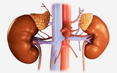 The Dynamics of Carnitine, γ-butyrobetaine and Trimethylamine N-oxide in Diabetics and the Effects of Changes in Renal Function