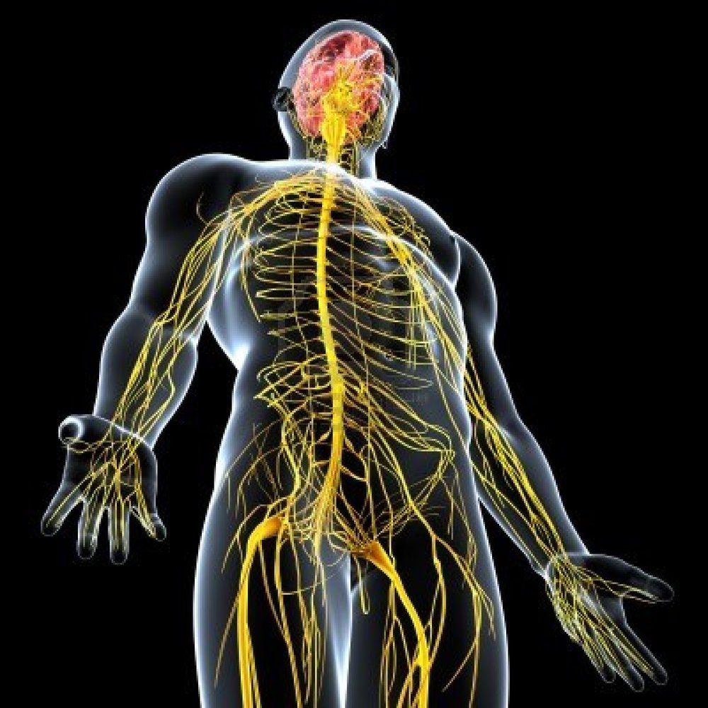 Coordination of Nervous System