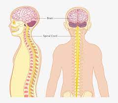 Organs that Affected Human Nervous System