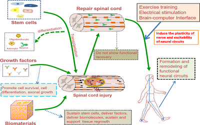 Modulating Neural Networks after Spinal Cord Injury