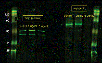 Antibody to MyoD Decreases Myogenin Gene Expression and Agrin-induced Acetylcholine Receptor Clustering