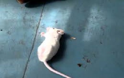 Anticonvulsant Effect of Alternanthera Brasiliana Extract On Pentylenetetrazole-induced Seizures in Rats