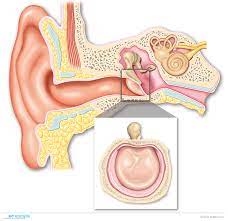 Otorhinolaryngology and Hypersensitivity Treatment