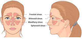 Paranasal Sinuses Functions and Development