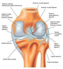 Overabundance Ligament and Delicate Tissue