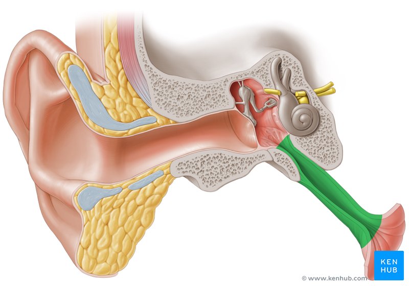 Imperfection in the Ear Structure