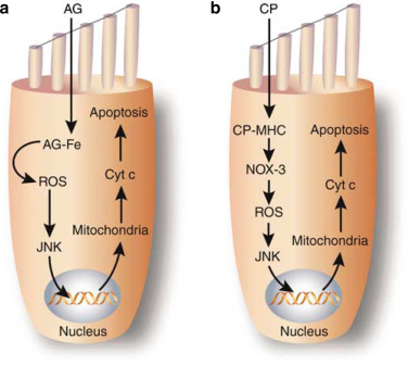 Ototoxic Effects of Carboplatin in Organotypic Cultures in Chinchillas and Rats