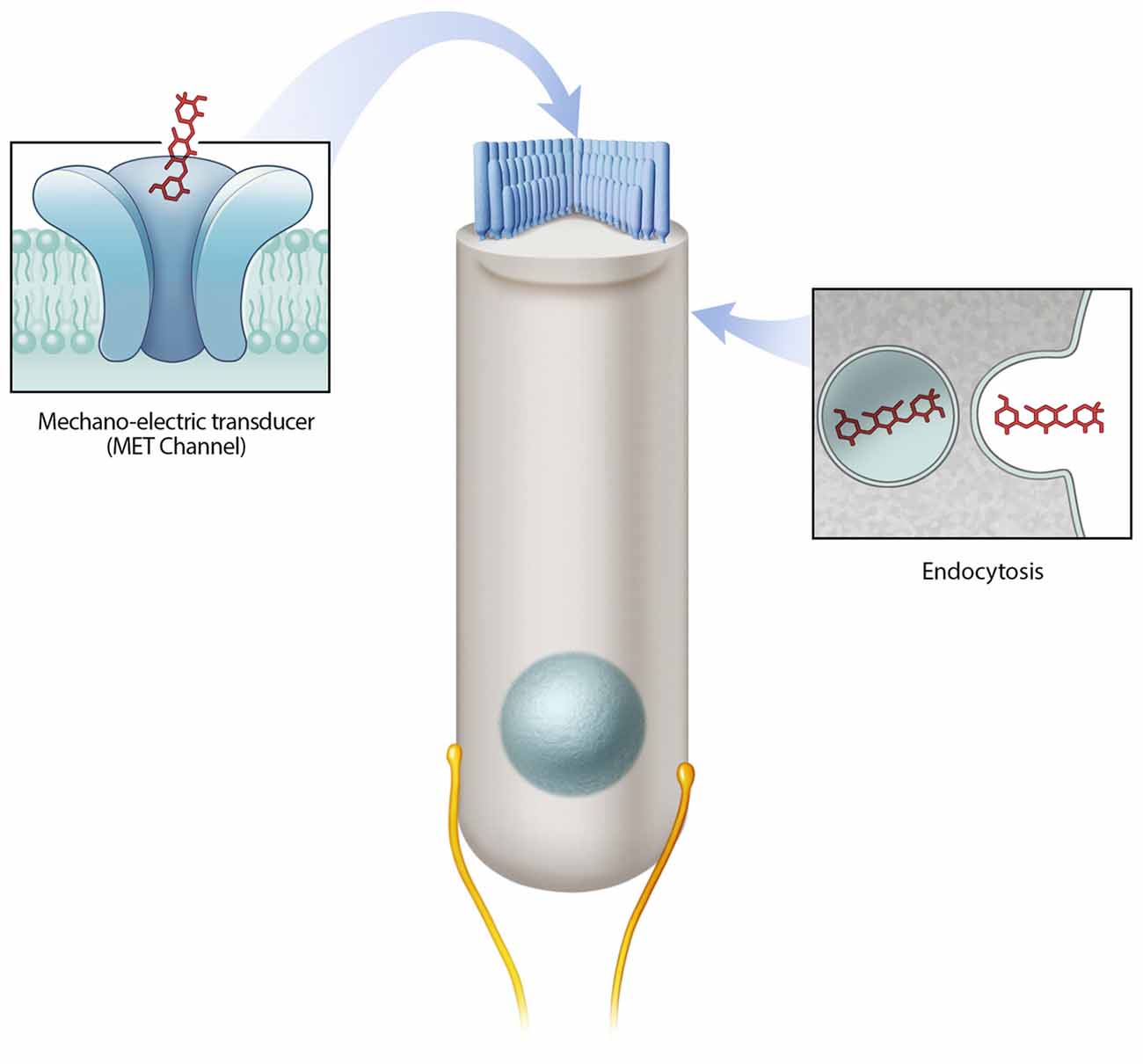 Hyperbilirubinemia and Auditory Neuropathy