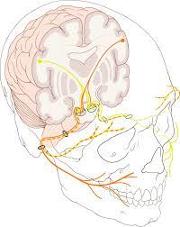 Classification of Facial Nerve Aberration in Congenital Malformation of Middle Ear: Implications for Surgery of Hearing Restoration