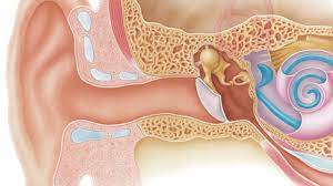 Conductive Hearing Misfortune in Persistent Provocative Demyelinating Polyneuropathy (Cidp): A Case Report