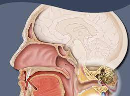 Disengaged Perifacial Lymph Hub Metastasis in Oral Squamous Cell Carcinoma with Clinically Hub Negative Neck