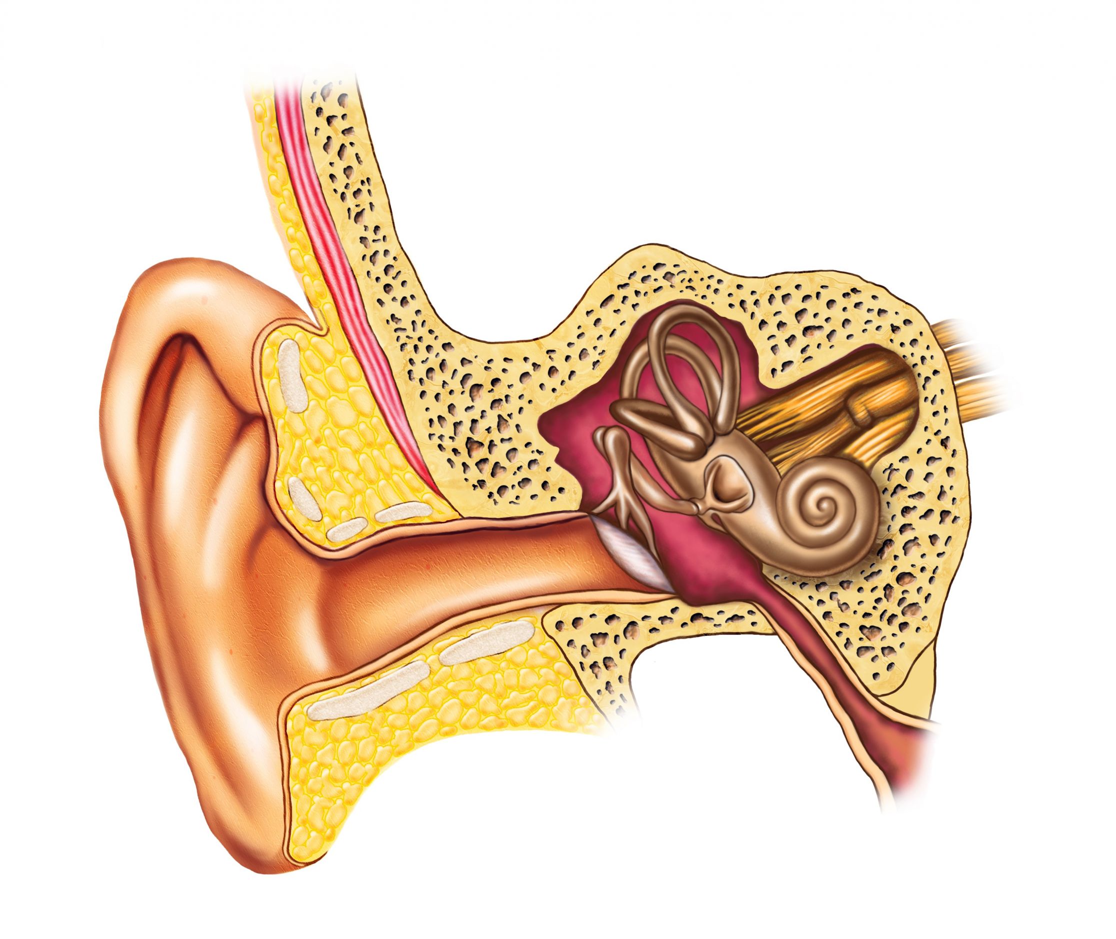 Extramedullary Leukaemic Infiltration of the External Auditory Meatus: A Case Report and Literature Review