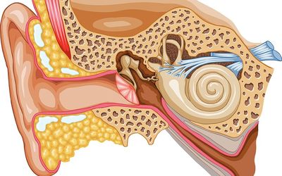 A Stem Cell-Based Replacement for the Inner Ear