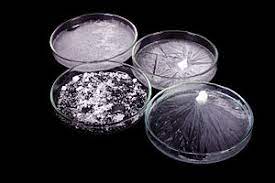 DNA and Ribonucleic Corrosive (RNA) are Nucleic Acids