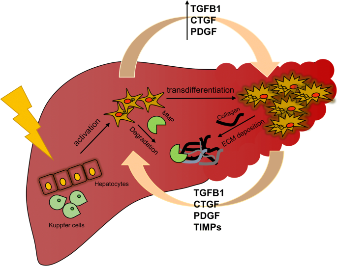 Hepatic Cell Reinforcement Status and Hematological Boundaries in Rainbow Trout, Oncorhynchus Mykiss, after Persistent Openness to Carbamazepine