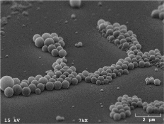 Indian Propolis Loaded Folic Acid Conjugated PLGA Nanoparticles: Formulation Development, Characterization, In Vitro and In Vivo Anticancer Study