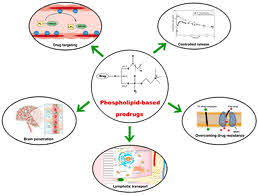 Prodrug in Pharmaceutics