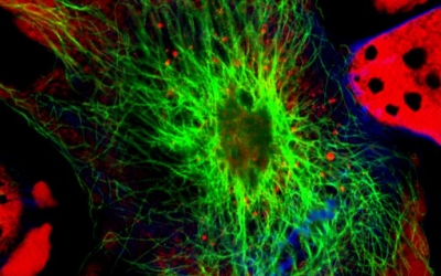 Nanoparticle Characteristics Affecting Efficacy