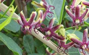 Solvent Effect on Phenolic Compounds Extraction, Antioxidant Capacities and Α-Amylase and Α-Glucosidase Inhibition of Clematis flammula and Periploca angustifolia
