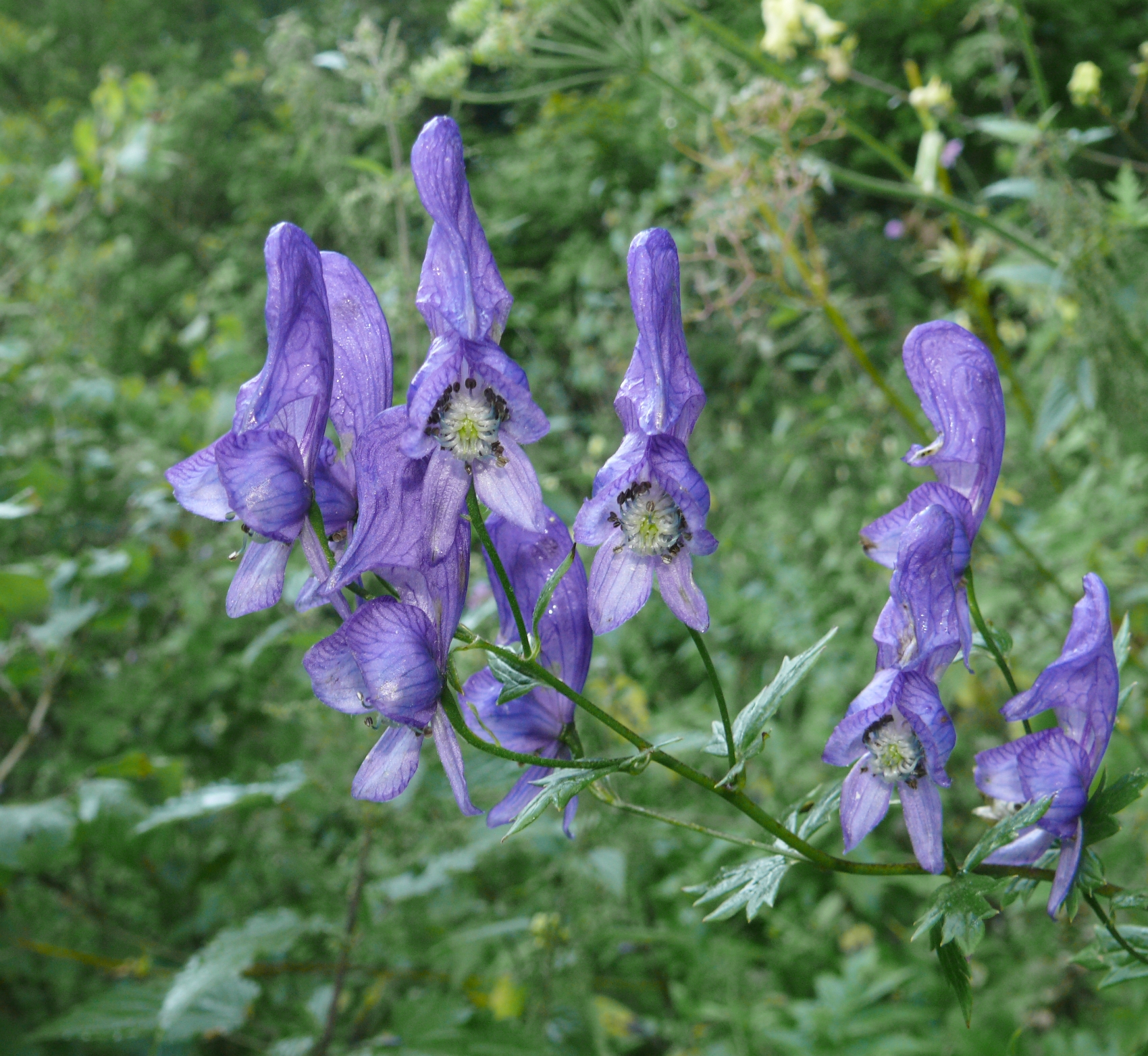 Pharmacognostic Study of Seeds of Aconitum chasmanthum Stapf ex Holmes. A Wild Medicinal Plant of Neelum Valley Azad Jammu & Kashmir Pakistan