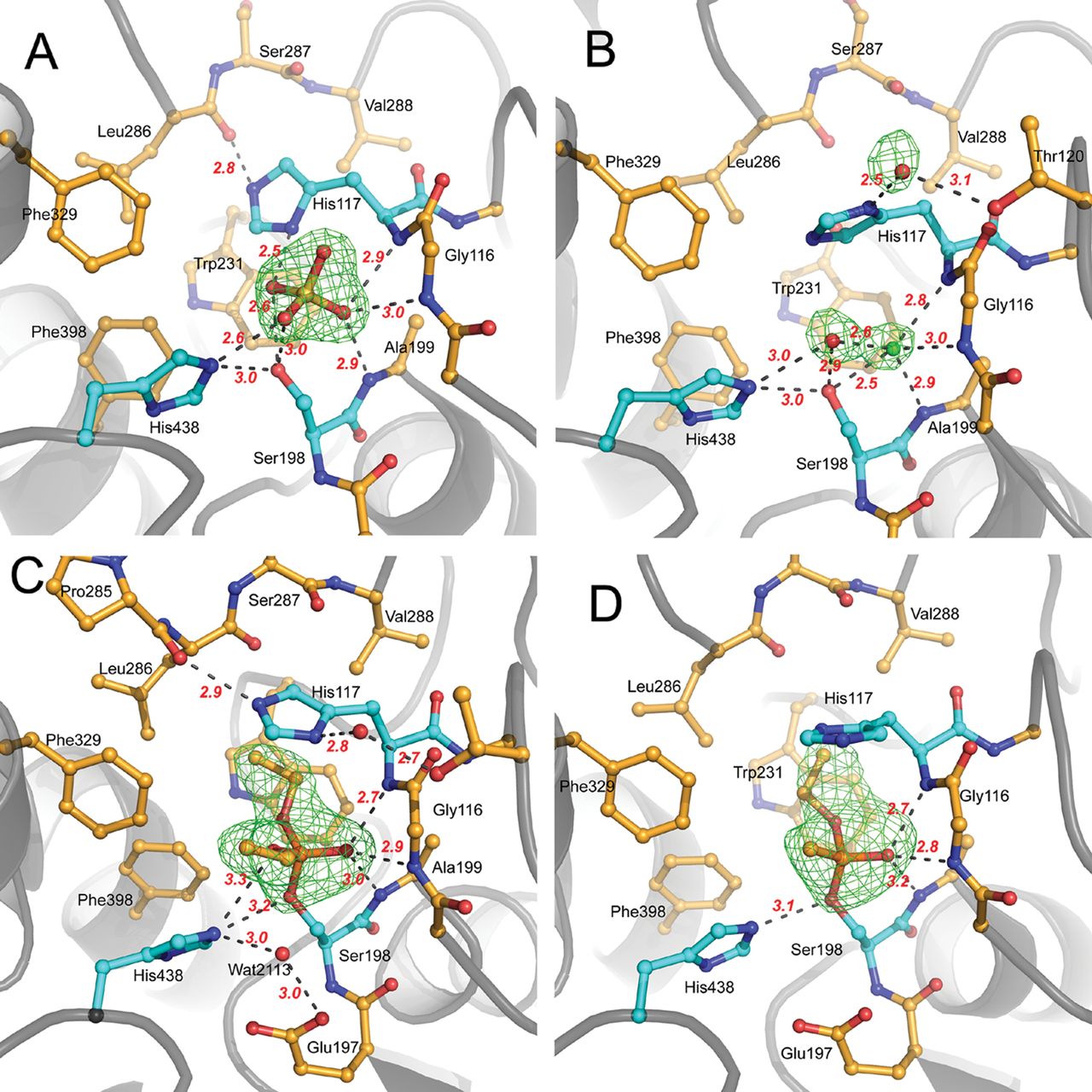 Modeling of Esterase from 