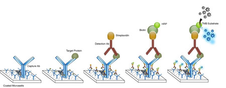 Protocol for Direct Transformation through Gene Gun in Capsicum annuum L.Cv. Mathania