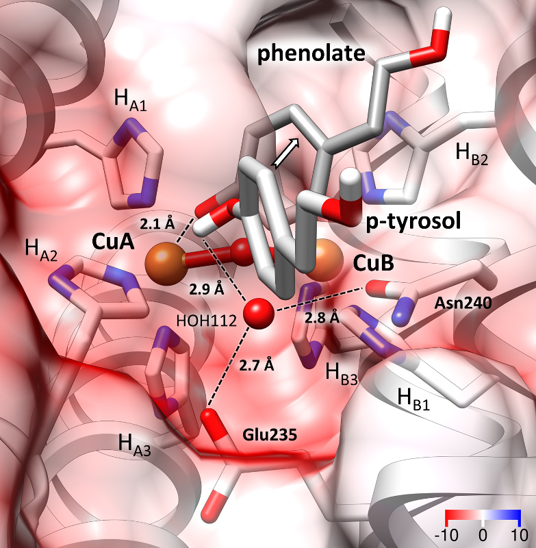 Tyrosinase and Tyrosinase Inhibitors