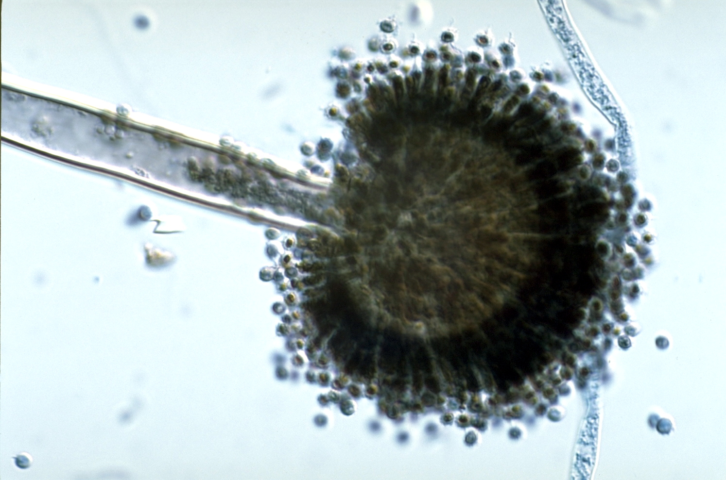 Partial Purification and Characterization of Cellulase (Ec.3.2.1.4) from Aspergillus niger Using Saw Dust as Carbon Source