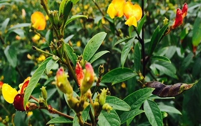 Oxidative Stress Responsive Enzymes and Non-Enzymatic Components in Response to Excess Cadmium in Pigeon Pea (Cajanus cajan Mill) Cv. Upas