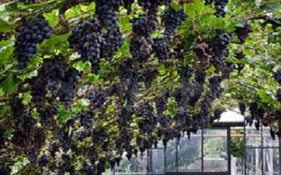 Soil-Borne Plant Pathogens Associated to Decline
of Grapevine Grown in Greenhouse