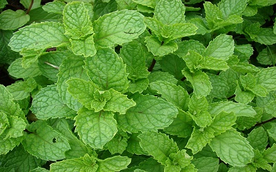 Phytoaccumulation of Chromium and Copper by 
Mentha spicata L.