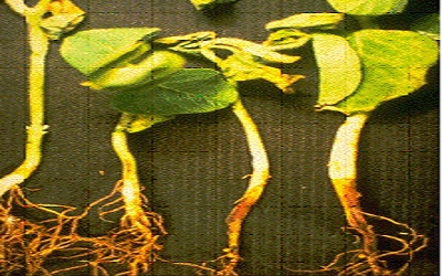 Enhance Suppressive Effect of Compost on Soybean Rhizoctonia Root Rot by Soil Treatment with Trichoderma harzianum