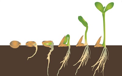 Interactive Effect of Arsenic
Stress and Seed Phytate Content on Germination and Seedling Development of Different Vegetable Crops