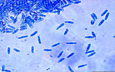 Colletotrichum gloeosporioides: Biology, Pathogenicity and Management in India