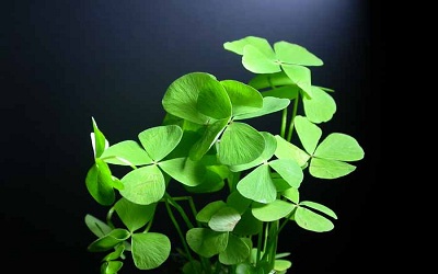 Effects of Exogenous Spermidine on Cell Wall
Composition and Carbohydrate Metabolism of Marsilea Plants under Cadmium Stress