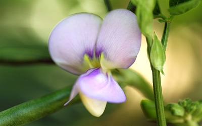 Role of Antioxidant Enzymes, Hydrogen Peroxide and PRProteins in the Compatible and Incompatible Interactions of Cowpea (Vigna unguiculata) Genotypes with the Fungus Colletotrichum gloeosporioides