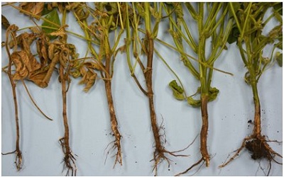 Genetic Diversity and Biological Control of Rhizoctonia solani Associated with Root Rot of Soybean in Assiut Governorate, Egypt