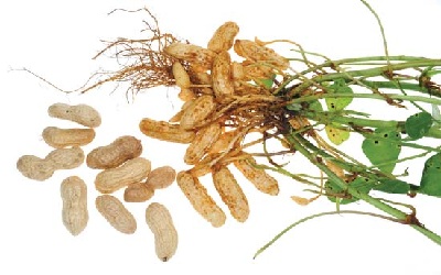 Impact of Elevated CO2 on Growth and Physiological Parameters of Groundnut (Arachis hypogaea L.) Genotypes