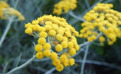 Helichrysum italicum (Roth) G. Don - Essential Oil Composition and Activity on Tobacco Mosaic Virus Infection
