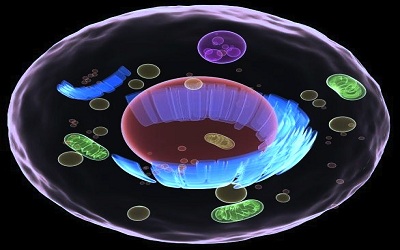 Plant Endosymbiotic Organellar Calcium Signaling under Biotic and Abiotic Stresses