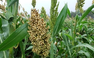 Heterosis and Inbreeding Depression in Tropical Sweet Sorghum (Sorghum bicolor (L.) Moench)