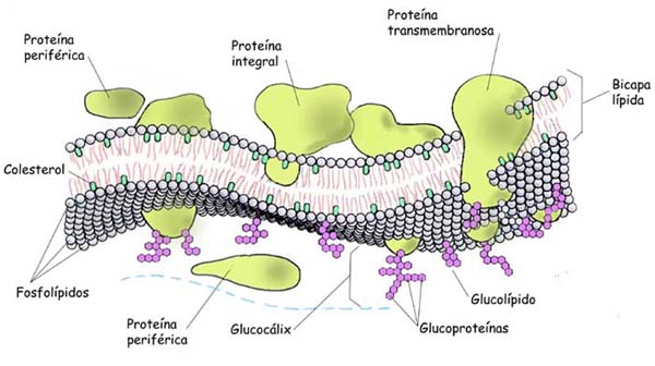 Structural Motifs in Class I and Class II Plant Defensins for Phospholipid Interactions:Intriguing Role of Ligand Binding and Modes of Action